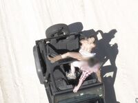 Mercedes Carrera Sucking And Fucking In A Jeep!